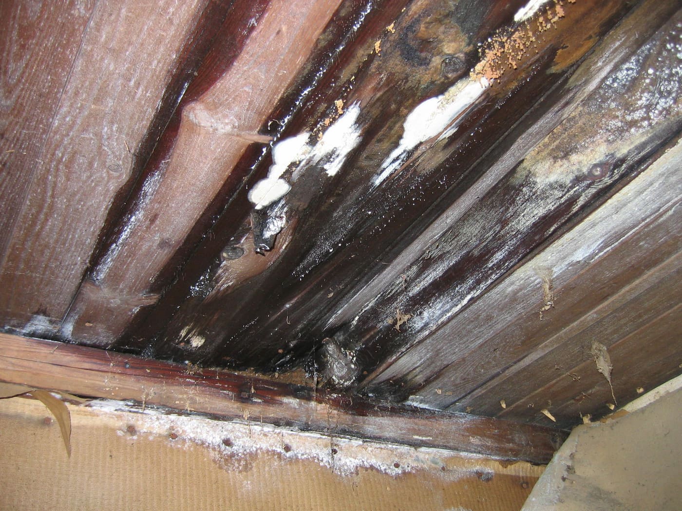 Dark water stains and mold growth on attic roof sheathing and rafters