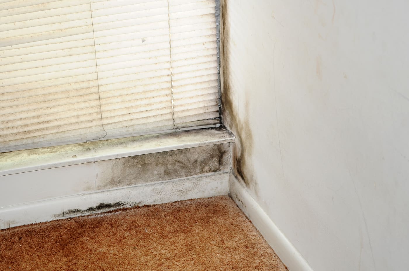 Black mold growth on a window sill and baseboard corner